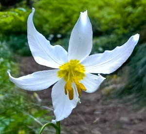 Shooting Star