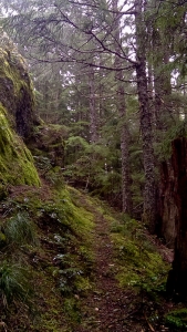 Horseshoe Trail Near Top