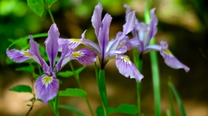 Wild Iris