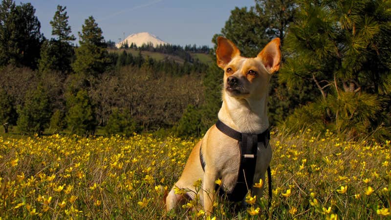Hood River Mountain - Adventures with Dotty