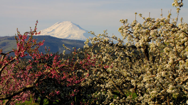 Hood River Fruit Trees - Adventures with Dotty