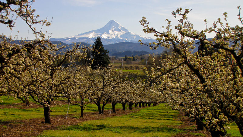 Hood River Fruit Trees - Adventures with Dotty